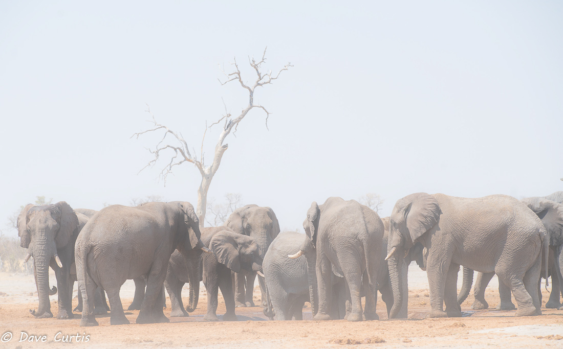 Elephants - Savuti