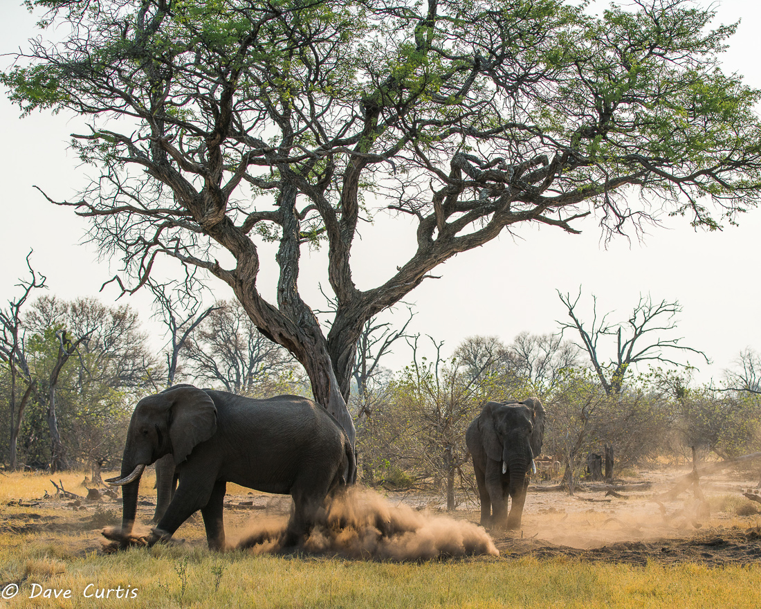 Elephants - Okavango