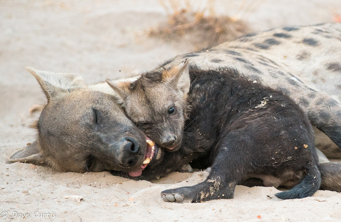 Spotted Hyena - Okavango