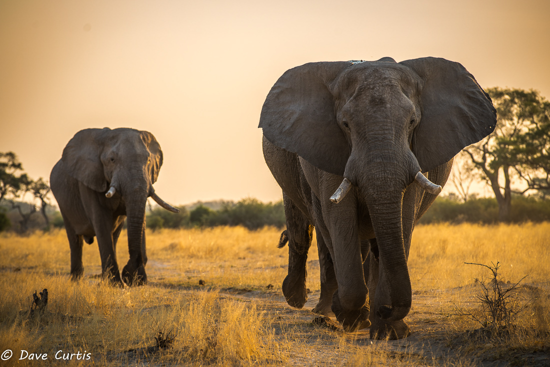 Elephants - Savuti