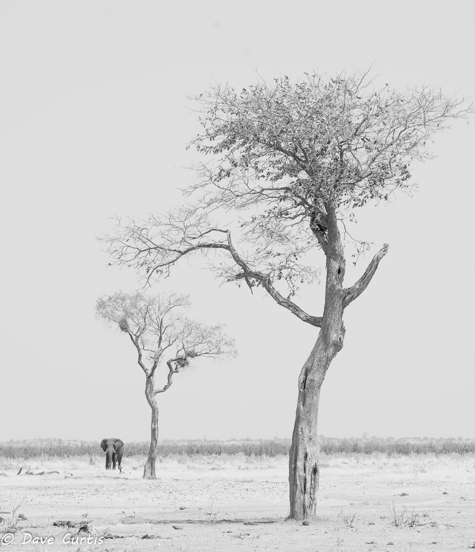 Elephant - Savuti