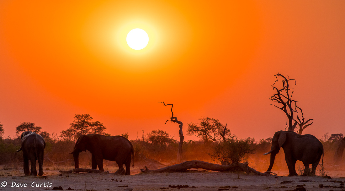 Elephants - Savuti