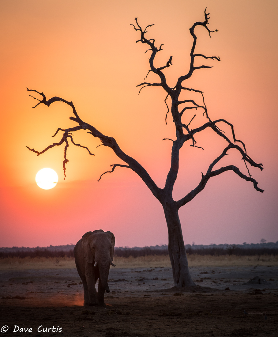 Elephant - Savuti