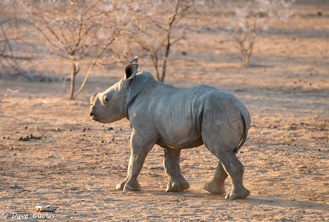 Baby White Rhino