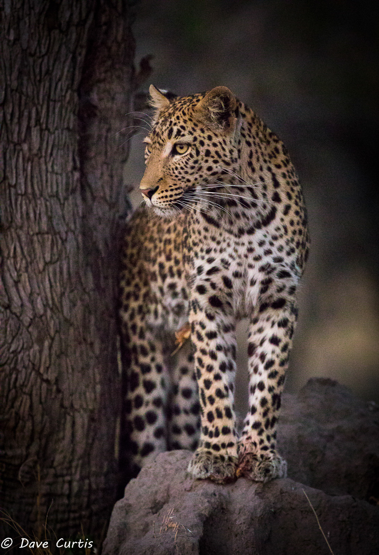 Leopard - Okavango