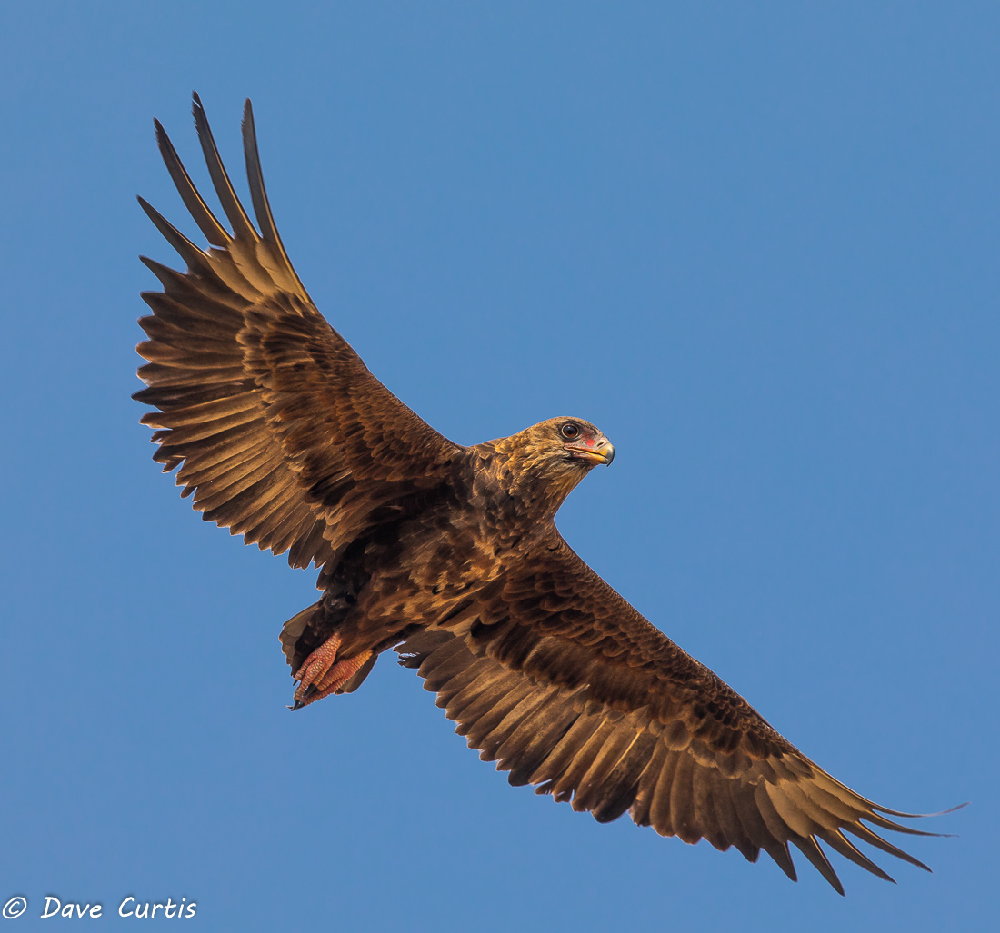 Bateleur Eagle