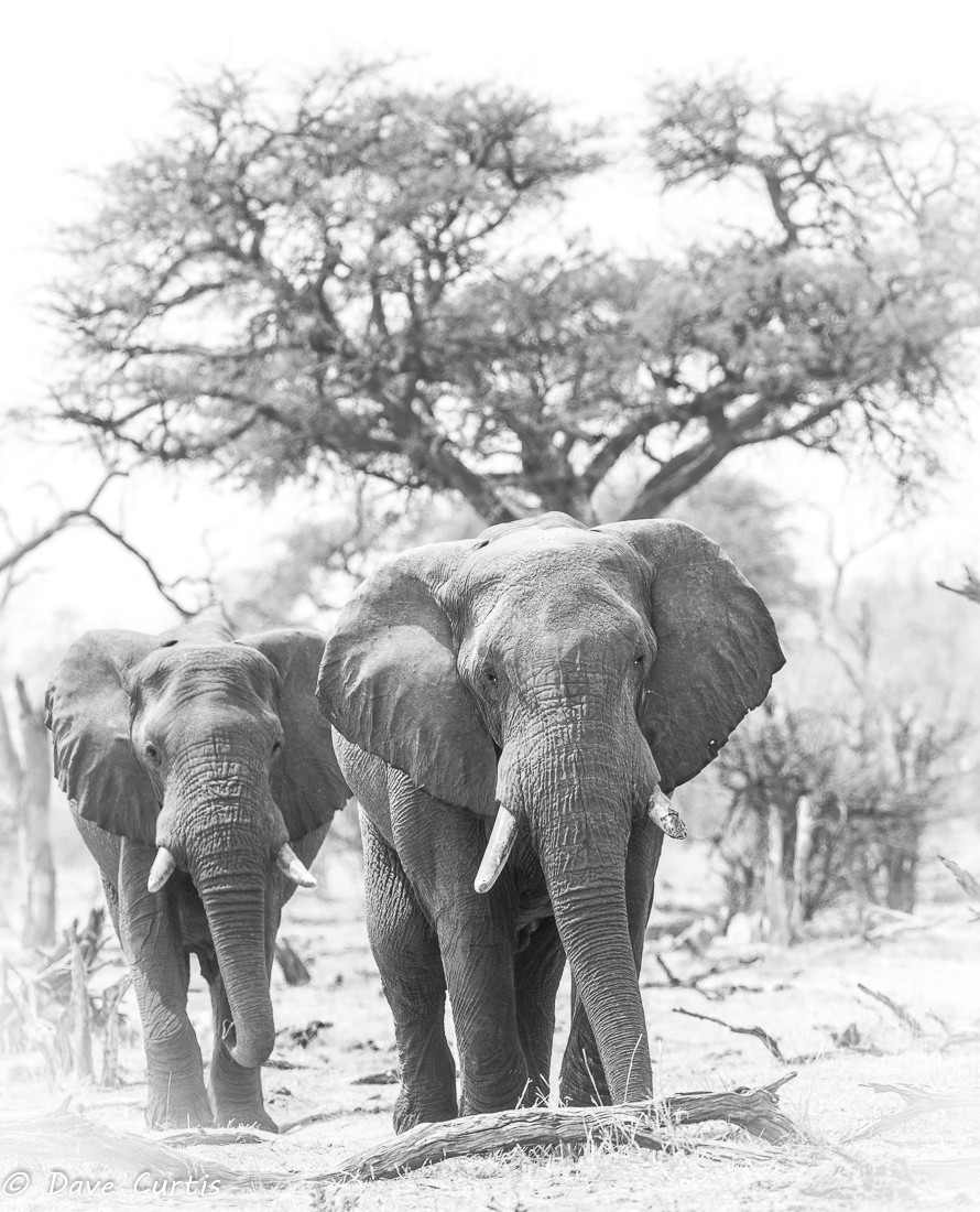 Elephants - Okavango