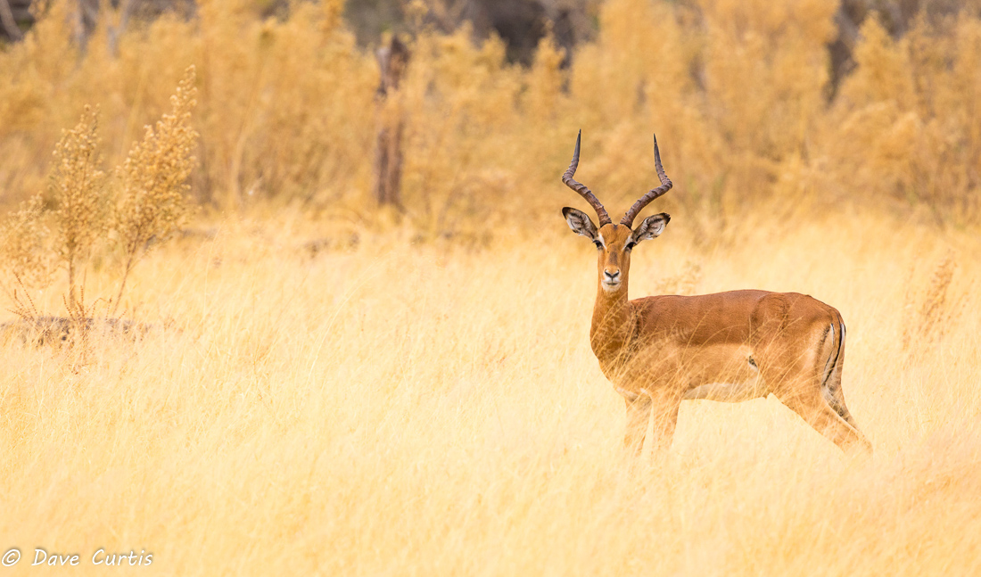 Impala - Okavango