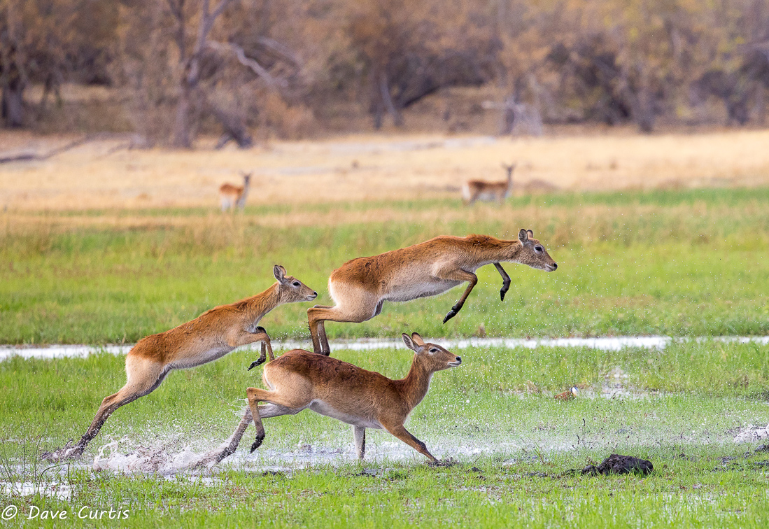 Red Lechwe - Botswana