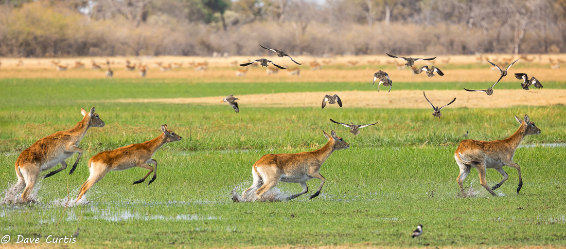 Red Lechwe - Botswana