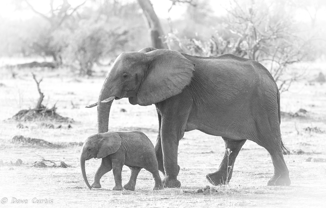 Elephants - Okavango