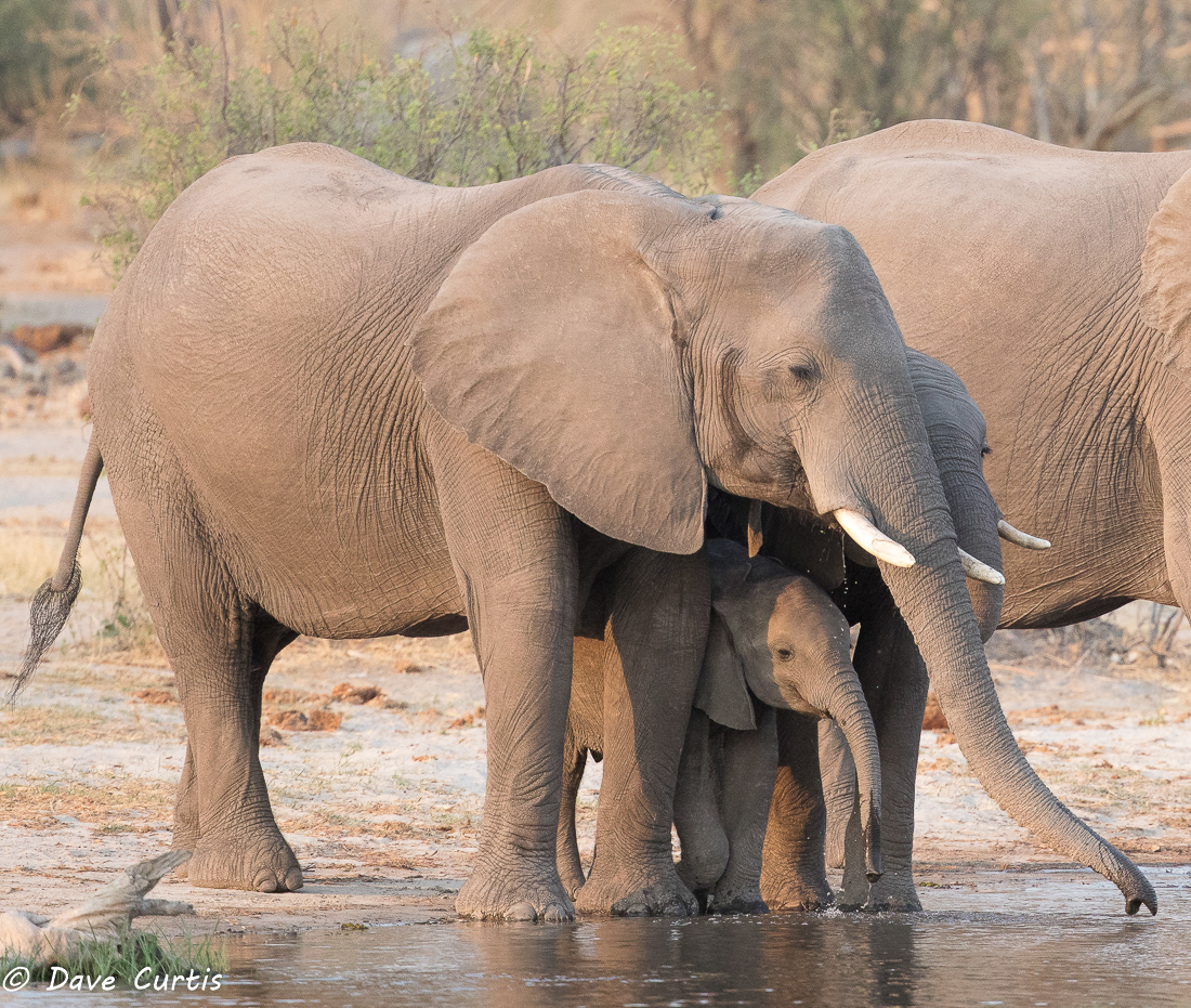 Elephants - Okavango