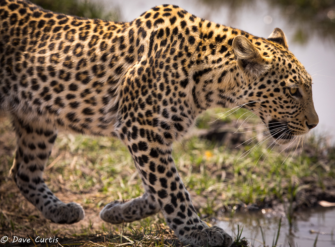 Leopard - Okavango