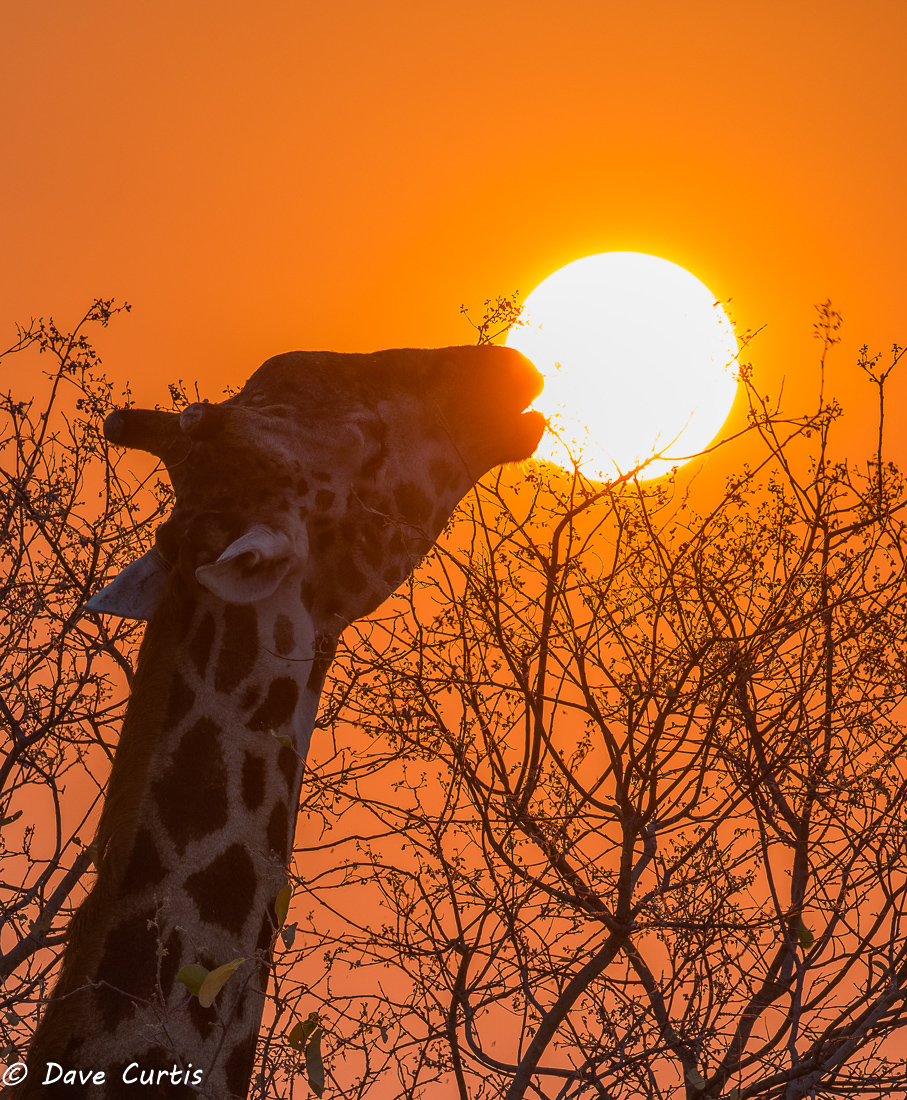 Giraffe - Okavango