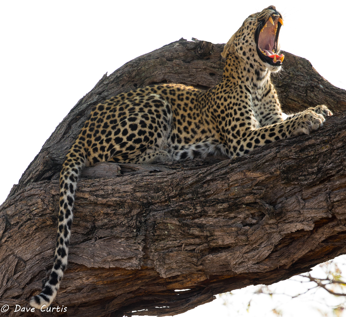 Leopard - Okavango