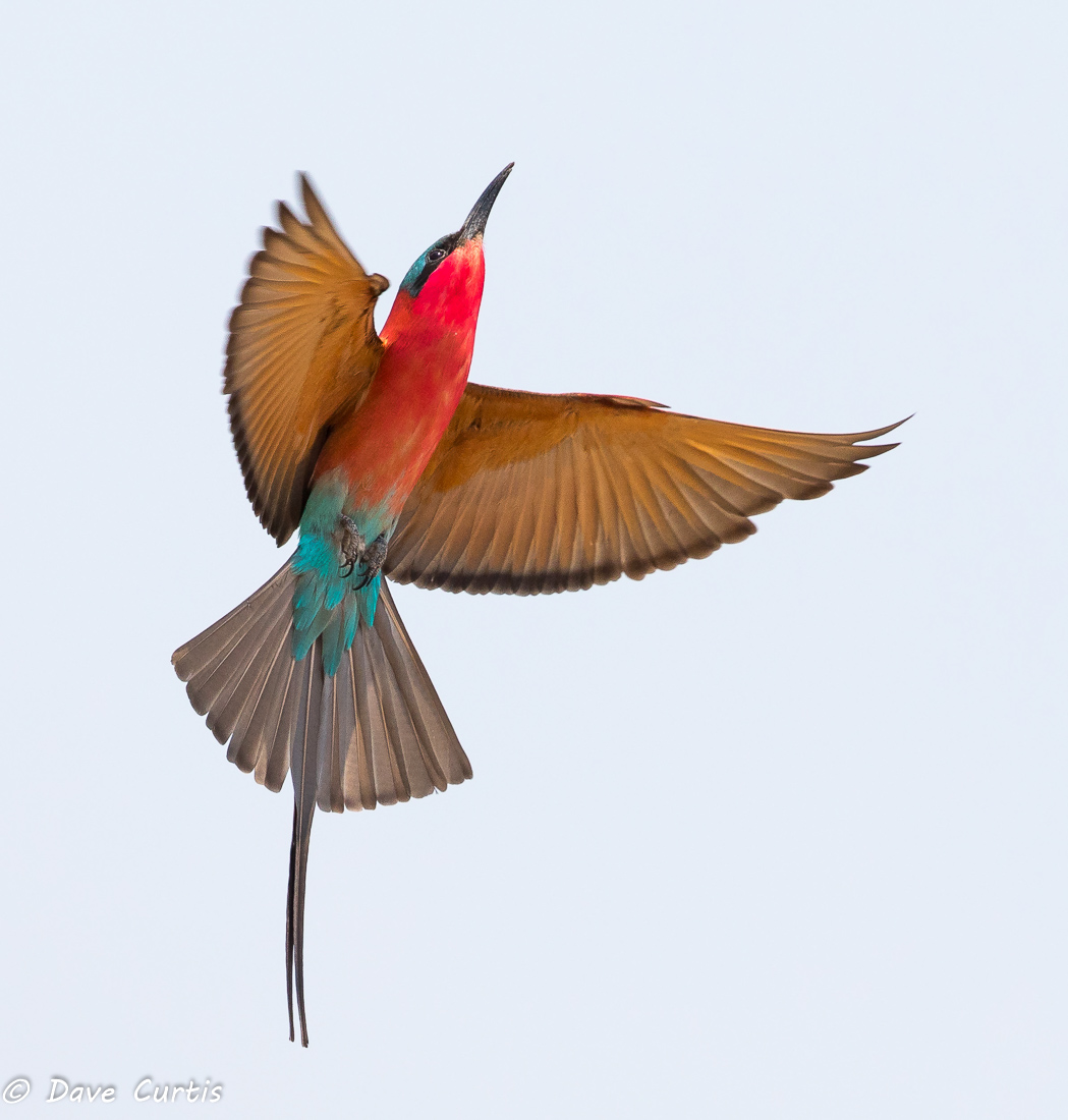 Carmine Bee-eater