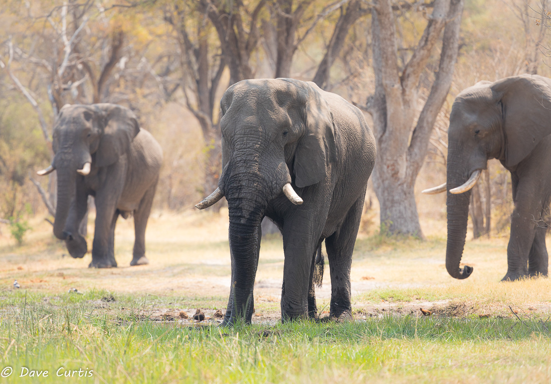 Elephants - Okavango