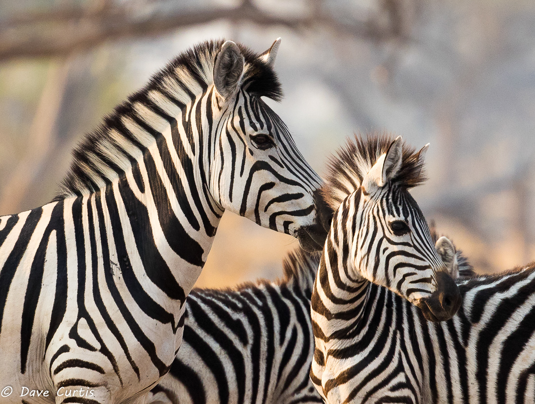 Zebra