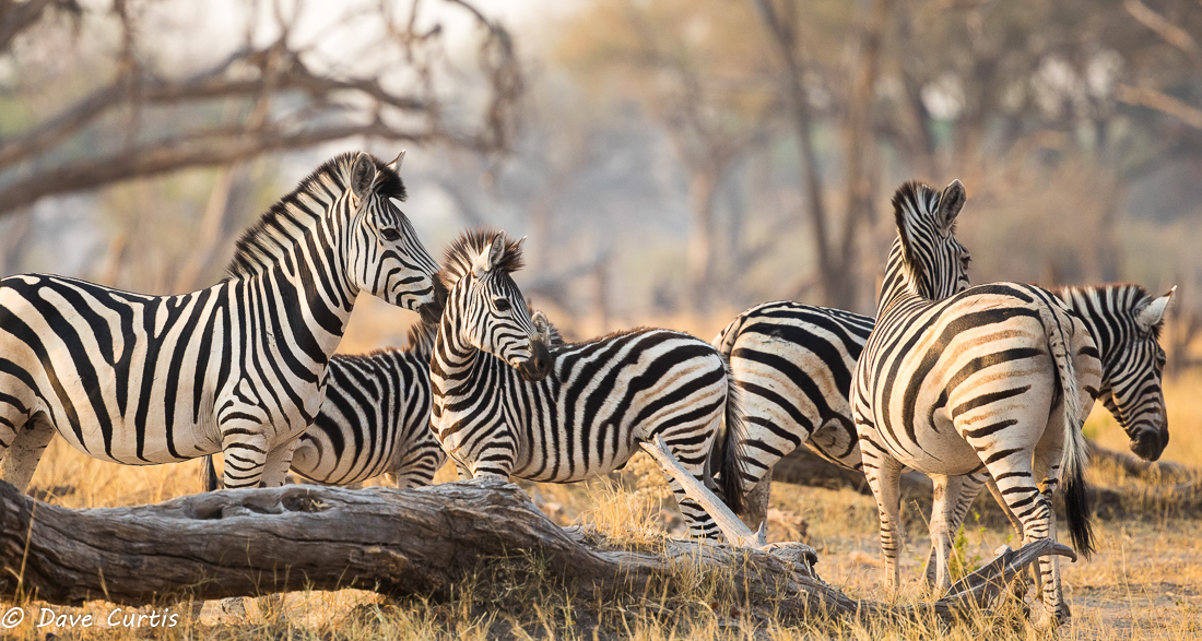 Zebra