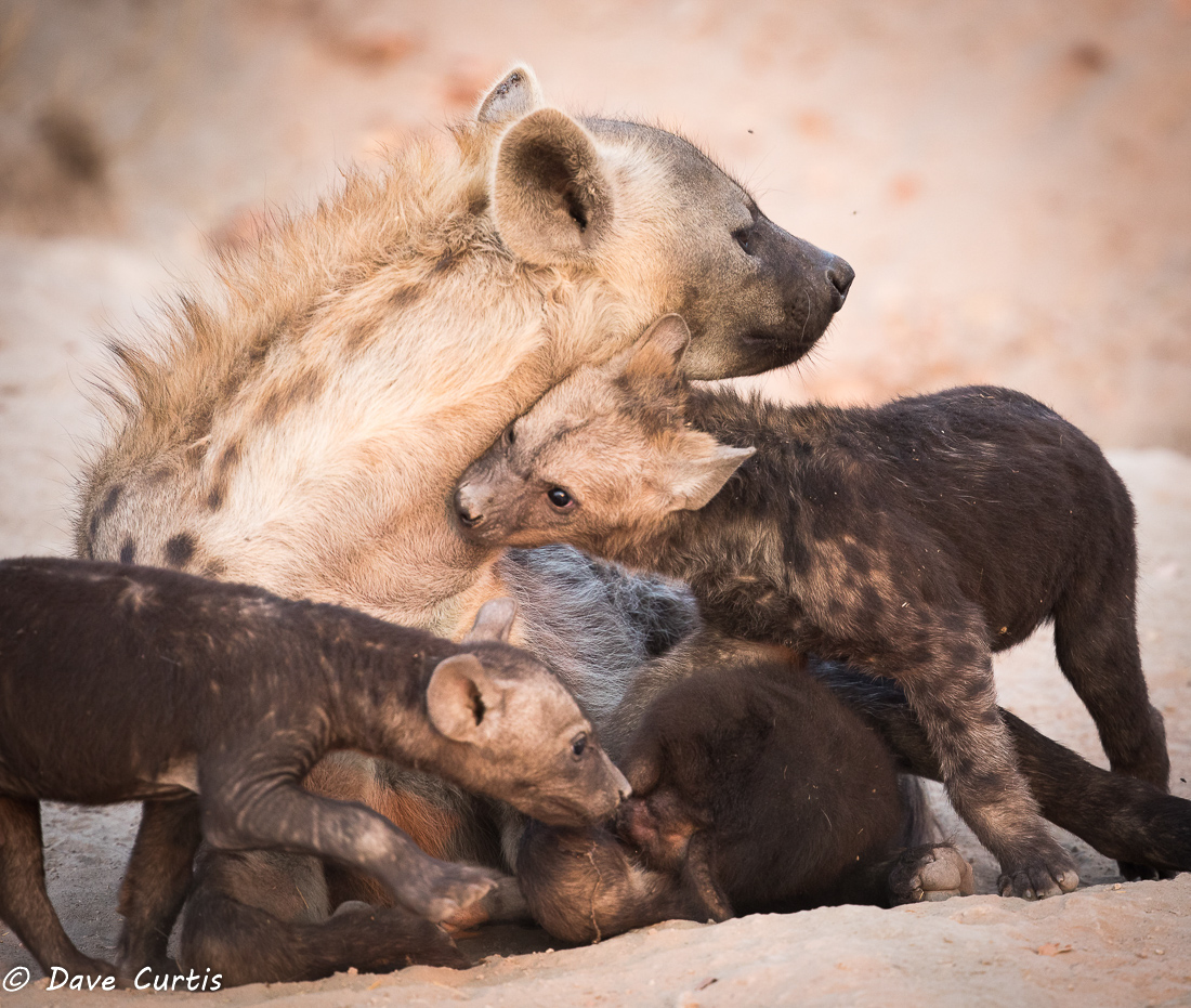 Spotted Hyena - Okavango