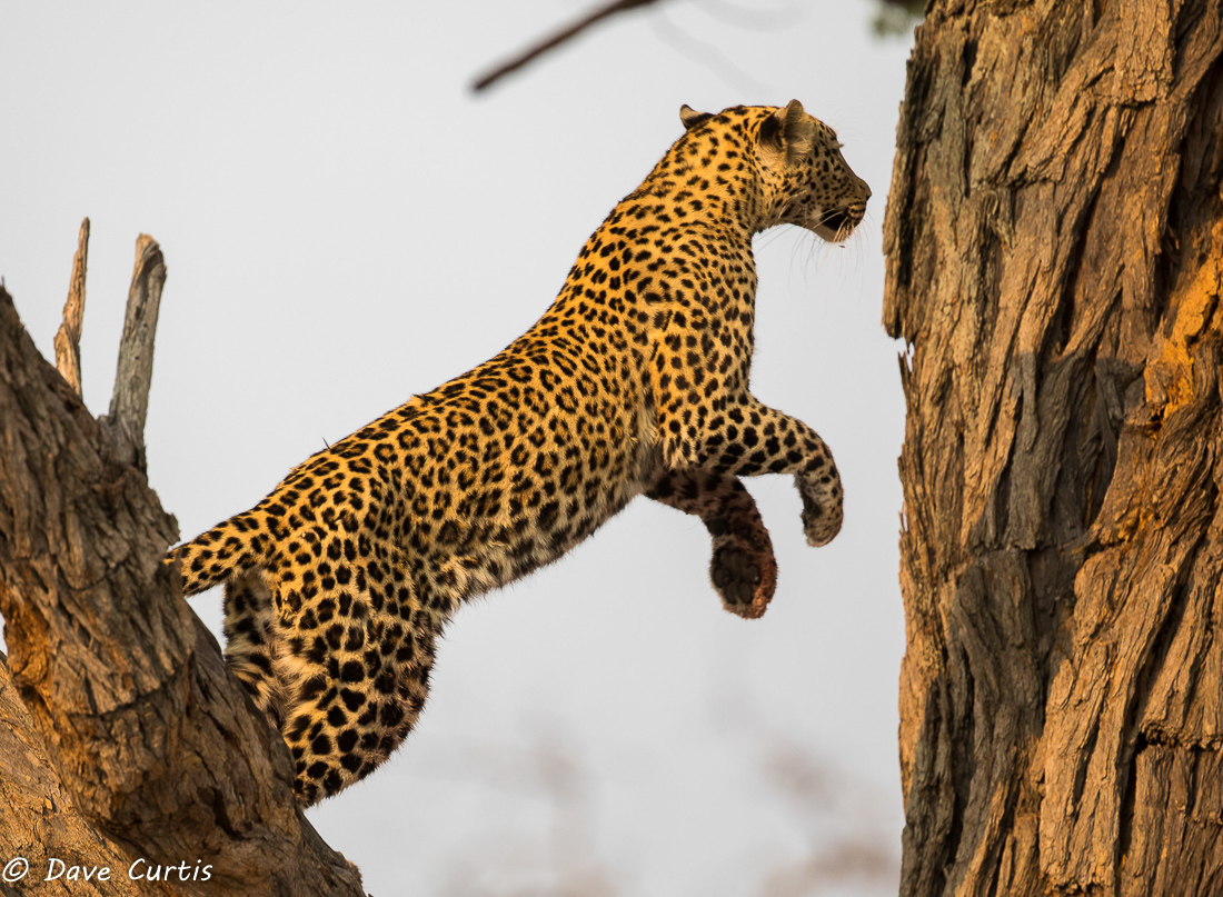 Leopard - Okavango