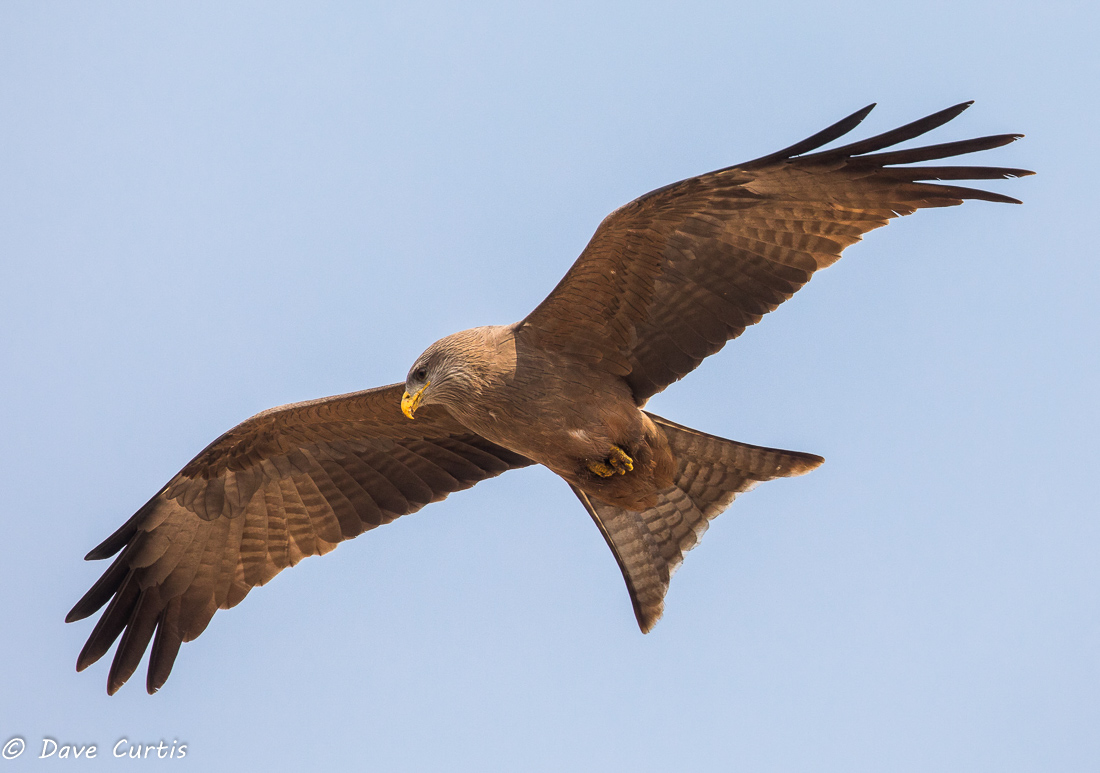 Kite - Okavango