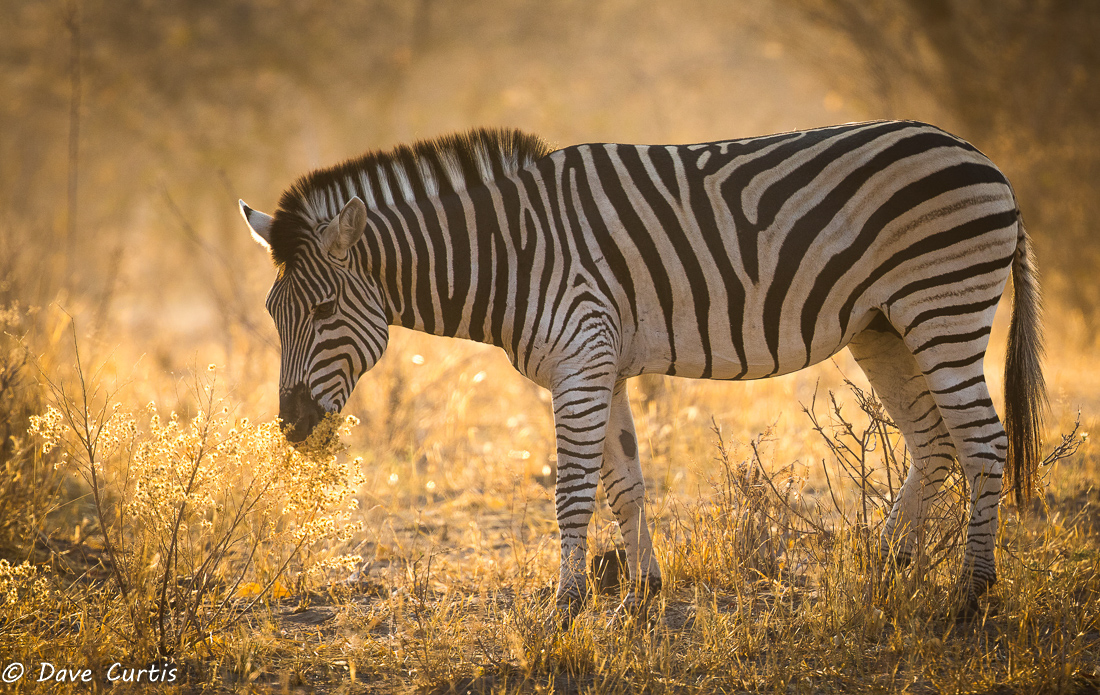 Zebra