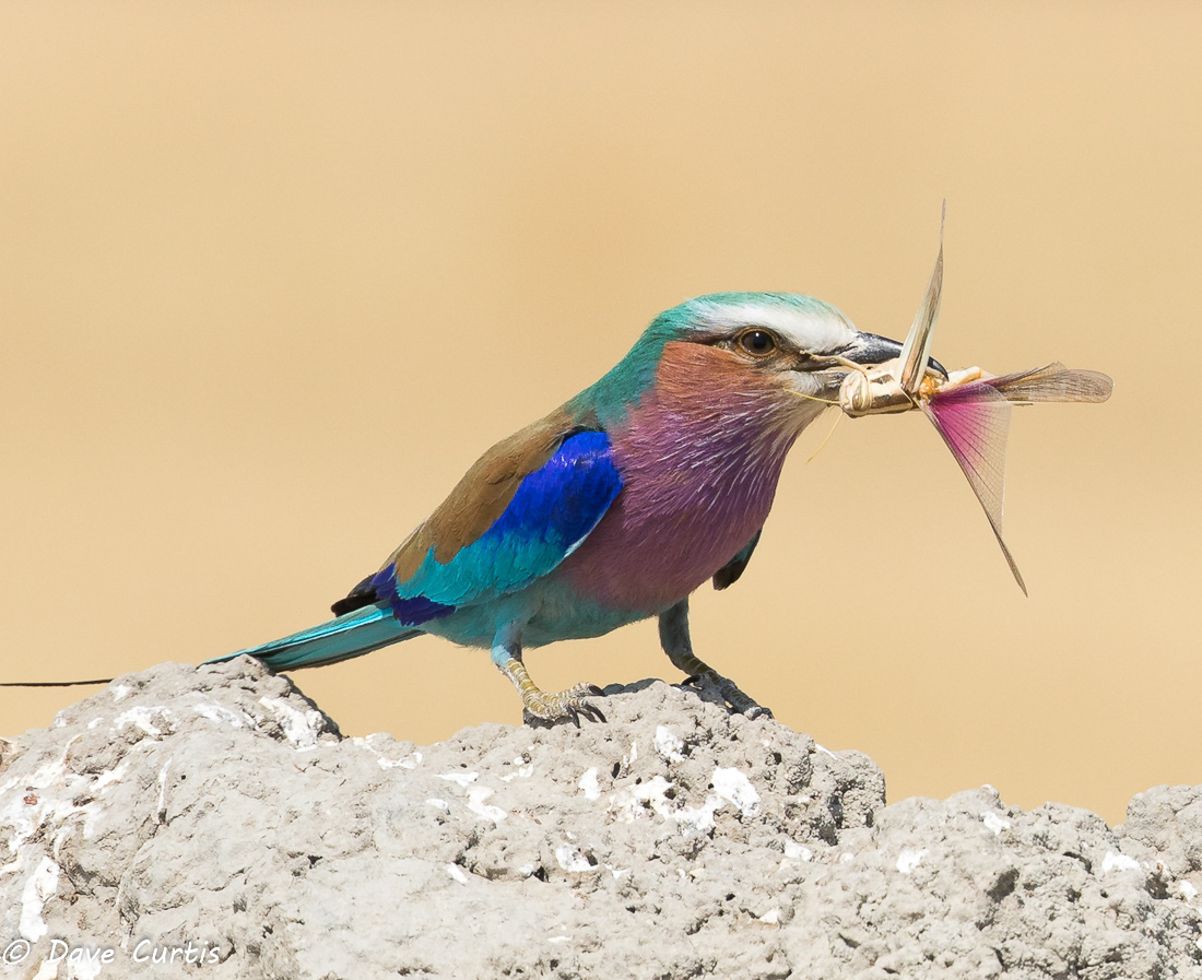 Lilac-breasted Roller