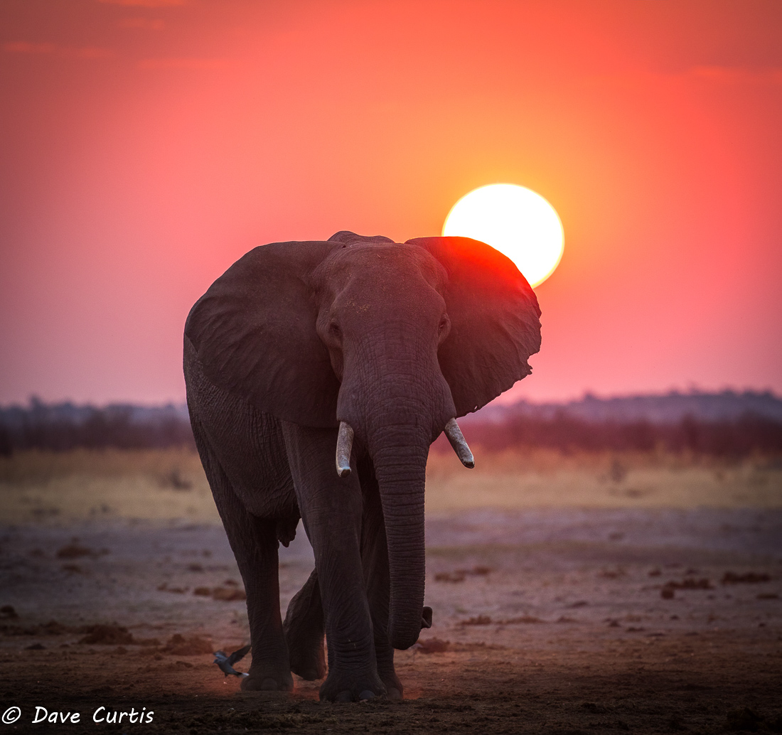 Elephant - Savuti