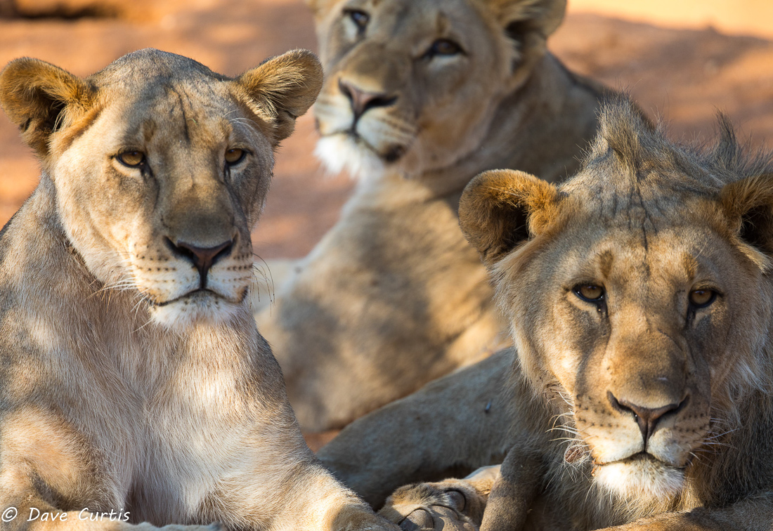 Lions - Namibia