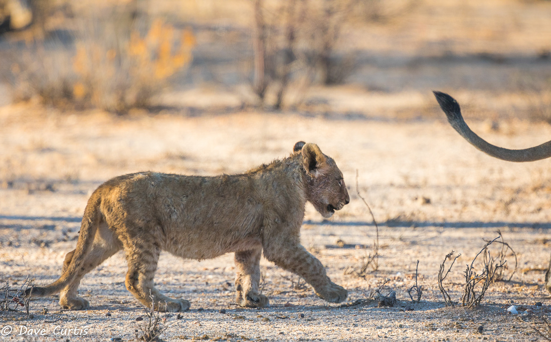 Lion - Namibia