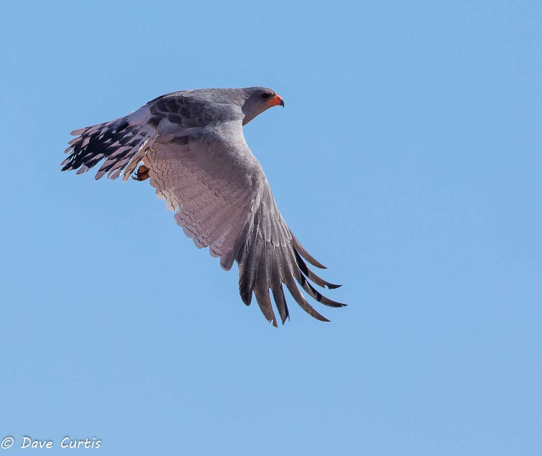 Pale Chanting Goshawk - Namibia