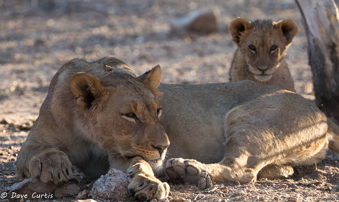 Lion - Namibia