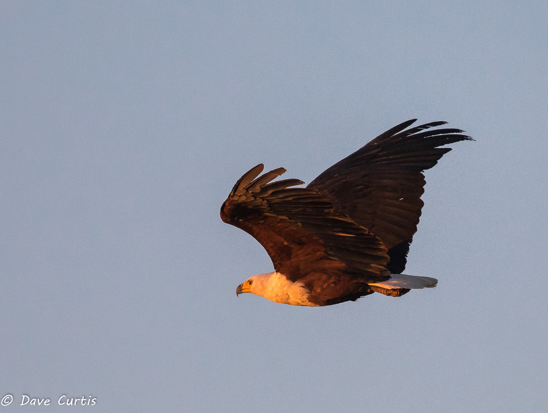 Fish Eagle - Botswana