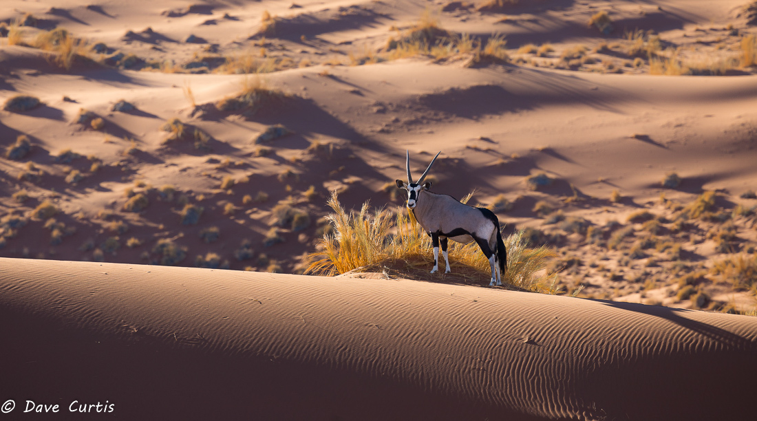 Oryx - Namibia
