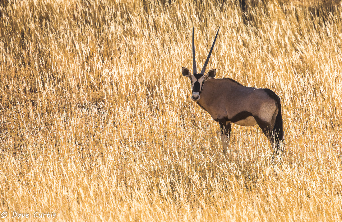 Oryx