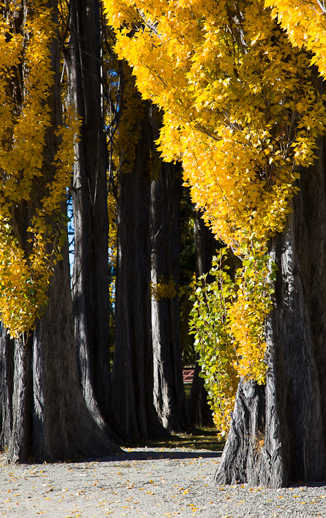Wanaka Poplars, Wanaka 2008