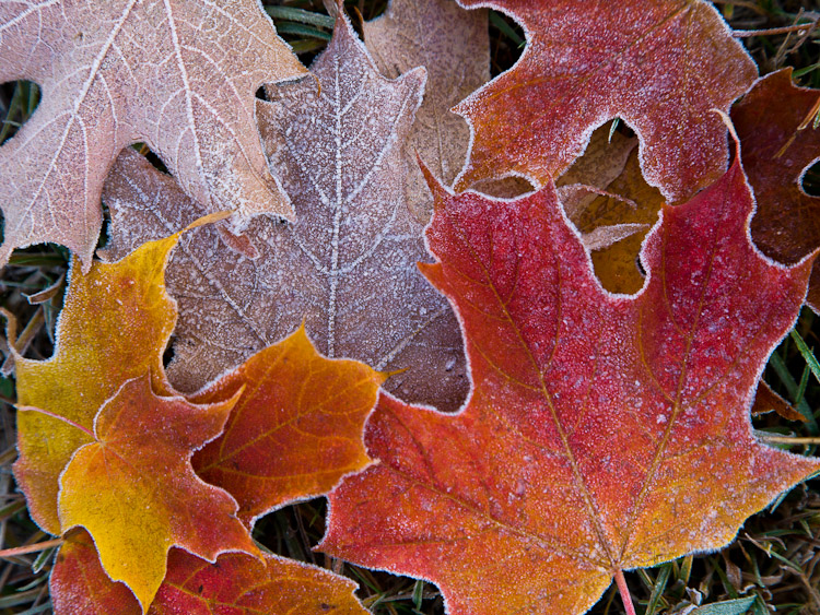 Frosty Leaves, Wanaka 2008