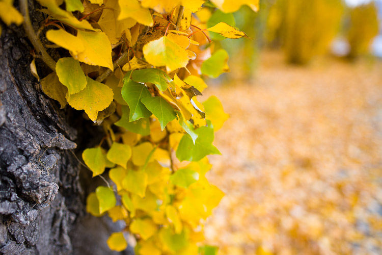 Yellow and Green, Wanaka 2011