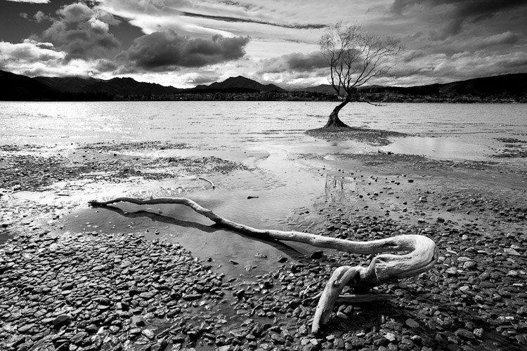 Driftwood and Tree, Wanaka 2011