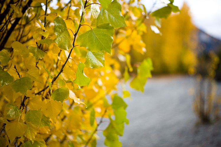 Poplar Colours, Wanaka 2011