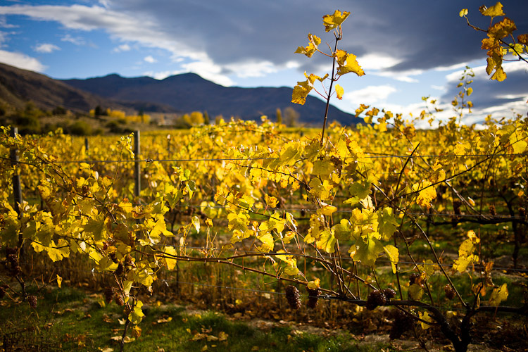 Late Afternoon Grapevines, 2011