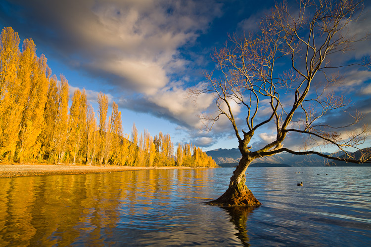 Autumn Tree, Wanaka 2011