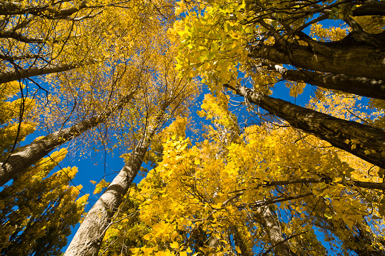 Merging Trees,Wanaka 2010