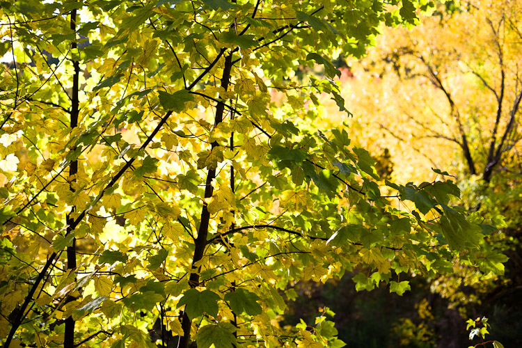 Arrowtown Autumn 2, Arrowtown 2010