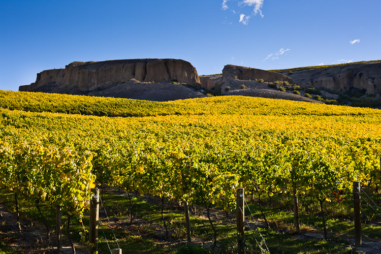 Autumn Vineyard, Bannockburn 2010