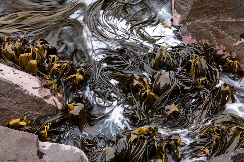 Swaying Kelp
