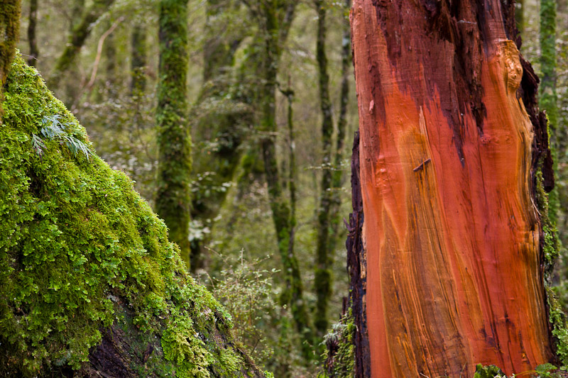 Mossy Beech Tree, 2011