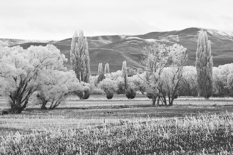 Frozen Paddock, Maniototo 2007