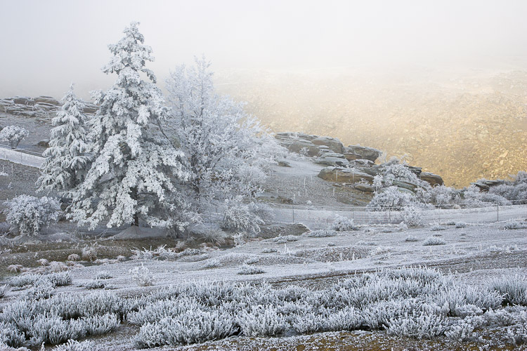 Hoar Frost, Central Otago 2007